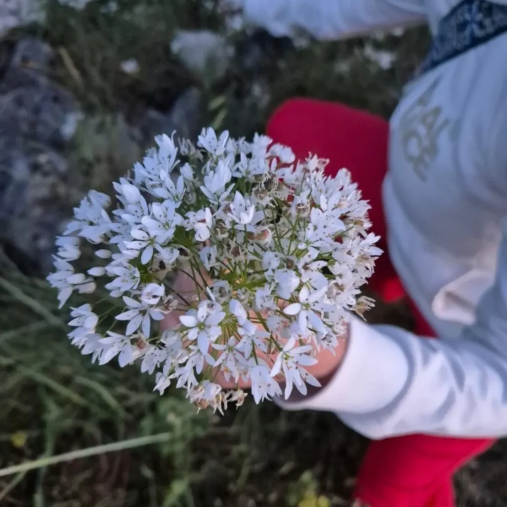 Wildblumen als Symbol für Naturverbundenheit und Wohlbefinden